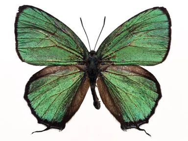 Free Stock Photo: A green butterfly isolated on a white background