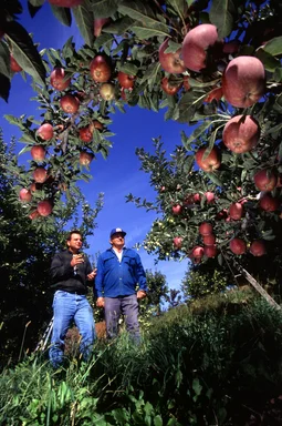 Free Stock Photo: Farmers looking at a crop of apples