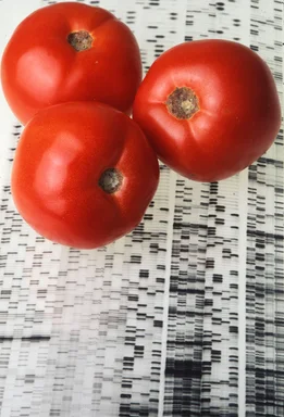 Free Stock Photo: Endless Summer tomatoes on a gene map