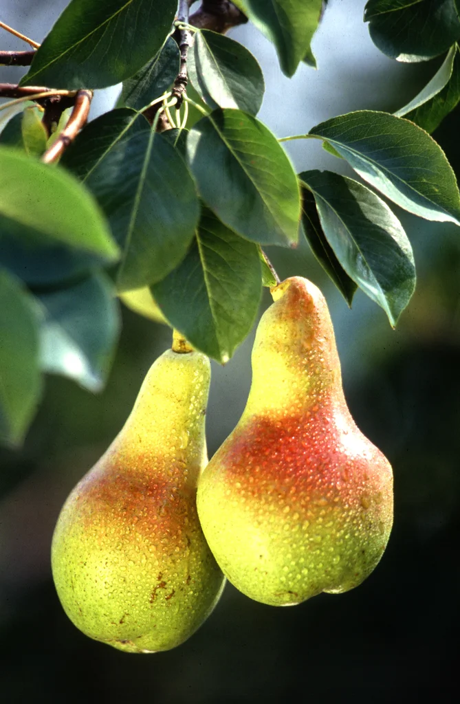 A pair of pears growing on a tree : Free Stock Photo