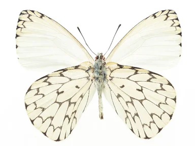 Free Stock Photo: A white butterfly isolated on a white background