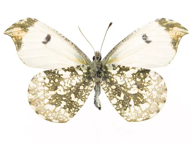 Free Stock Photo: A white butterfly isolated on a white background