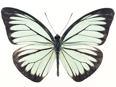Free Stock Photo: A white butterfly isolated on a white background