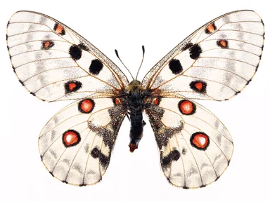 Free Stock Photo: A white butterfly isolated on a white background