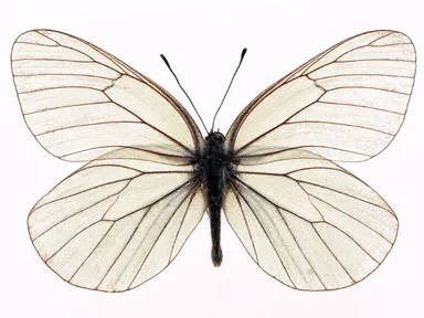 Free Stock Photo: A white butterfly isolated on a white background