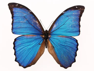 Free Stock Photo: A blue butterfly isolated on a white background