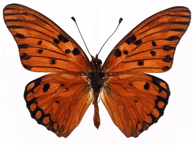 Free Stock Photo: An orange butterfly isolated on a white background