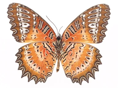 Free Stock Photo: An orange butterfly isolated on a white background