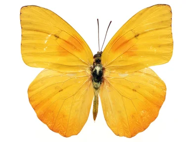 Free Stock Photo: A yellow butterfly isolated on a white background