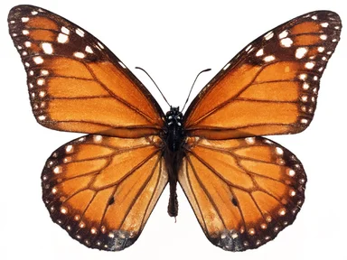 Free Stock Photo: An orange butterfly isolated on a white background