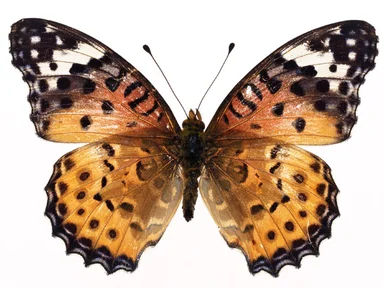 Free Stock Photo: An orange butterfly isolated on a white background