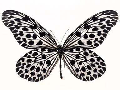 Free Stock Photo: A blue butterfly isolated on a white background
