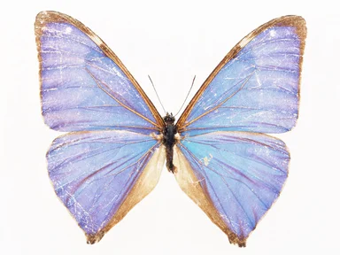 Free Stock Photo: A blue butterfly isolated on a white background