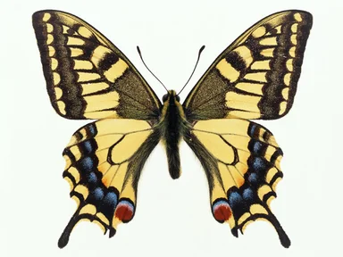 Free Stock Photo: A yellow butterfly isolated on a white background