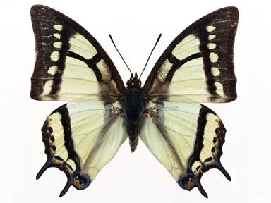 Free Stock Photo: A yellow butterfly isolated on a white background