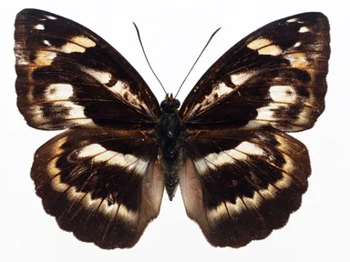 Free Stock Photo: A brown butterfly isolated on a white background