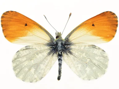 Free Stock Photo: An orange and white butterfly isolated on a white background