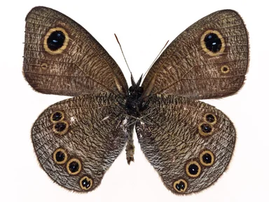 Free Stock Photo: A brown butterfly isolated on a white background