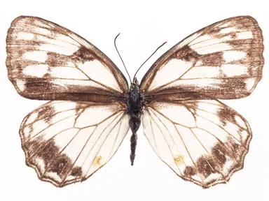 Free Stock Photo: A brown butterfly isolated on a white background
