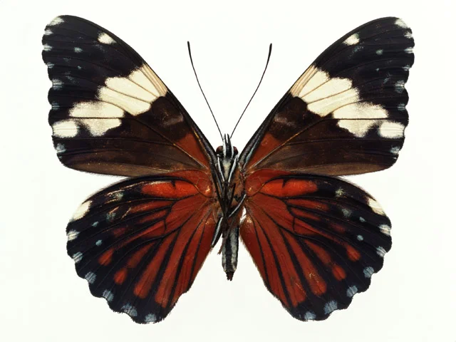 A red and blue butterfly isolated on a white background : Free Stock Photo