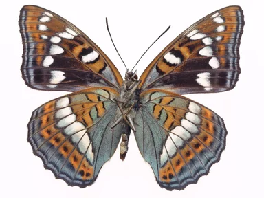 Free Stock Photo: An orange and blue butterfly isolated on a white background