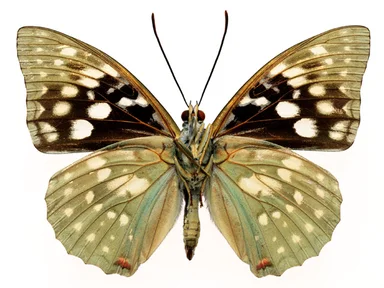 Free Stock Photo: A green and black butterfly isolated on a white background