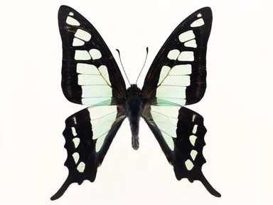 Free Stock Photo: A blue and black butterfly isolated on a white background