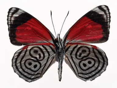 Free Stock Photo: A red and blue butterfly isolated on a white background