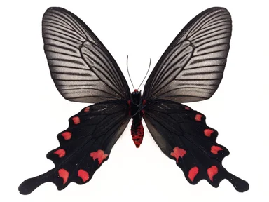 Free Stock Photo: A blue and red butterfly isolated on a white background