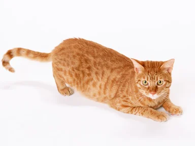 Free Stock Photo: An orange cat isolated on a white background