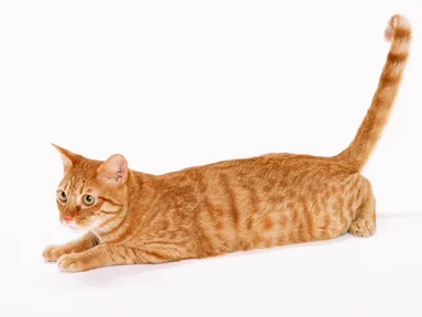Free Stock Photo: An orange cat isolated on a white background