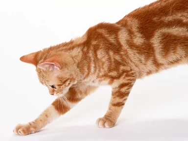 Free Stock Photo: An orange cat isolated on a white background