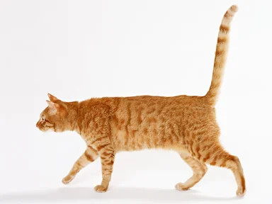 Free Stock Photo: An orange cat isolated on a white background