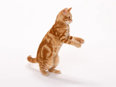 Free Stock Photo: An orange cat isolated on a white background