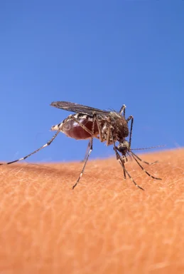 Free Stock Photo: Close-up of a mosquito biting human skin
