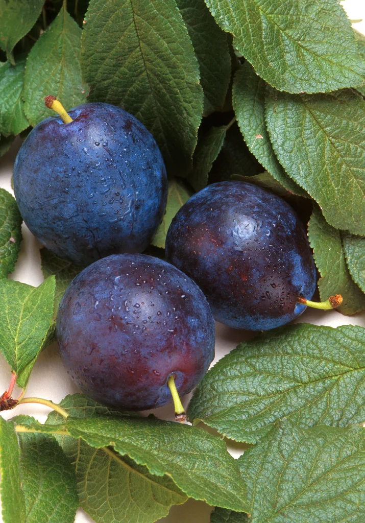 Bluebyrd plums and leaves : Free Stock Photo