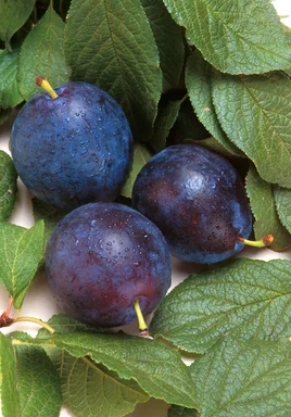 Free Stock Photo: Bluebyrd plums and leaves