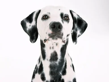 Free Stock Photo: A dalmatian isolated on a white background