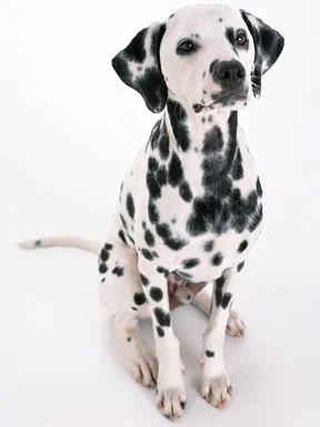 Free Stock Photo: A dalmatian isolated on a white background