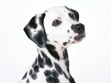 Free Stock Photo: A dalmatian isolated on a white background