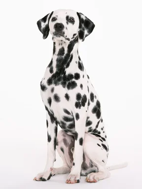 Free Stock Photo: A dalmatian isolated on a white background