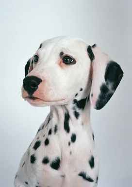 Free Stock Photo: A dalmatian isolated on a white background
