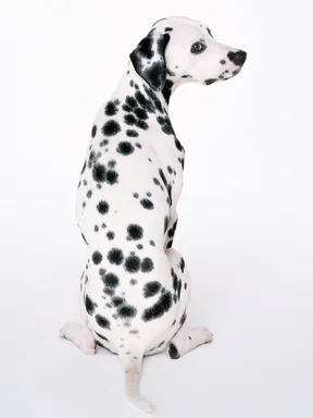 Free Stock Photo: A dalmatian isolated on a white background