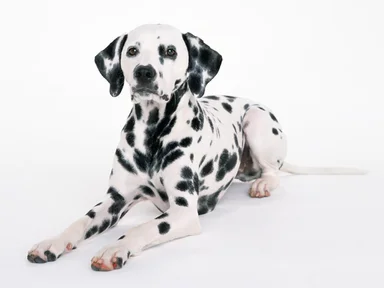 Free Stock Photo: A dalmatian isolated on a white background