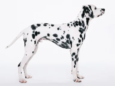 Free Stock Photo: A dalmatian isolated on a white background