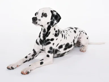 Free Stock Photo: A dalmatian isolated on a white background