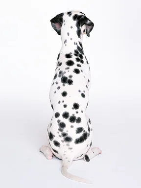 Free Stock Photo: A dalmatian isolated on a white background