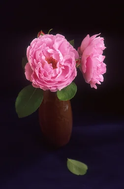 Free Stock Photo: Pink Sarah van Fleet roses