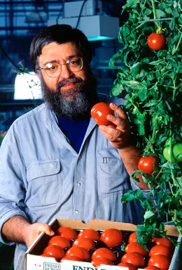 Free Stock Photo: A researcher examining tomatoes