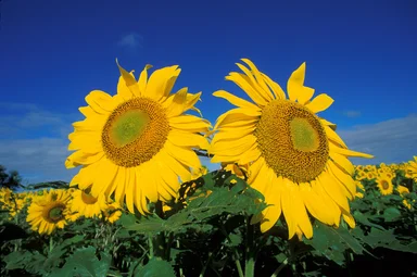 Free Stock Photo: A field of sunflowers